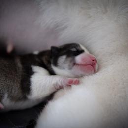 Siberian Husky Puppies from Ivie Huskies