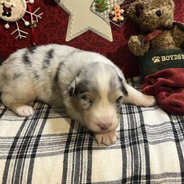 Boy 4 - Blue merle male Australian Shepherd puppy in Kentland, Indiana from Pine Grove Aussies