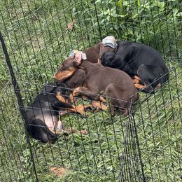 Maverick - Red and rust male Doberman Pinscher puppy in Lake City, Florida from Crosspointe Canines; Home of Karmic Doberman Pinschers & Stellar Dutch Shepherds