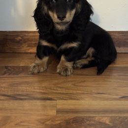Dachshund and Pembroke Welsh Corgi Puppies from Three K Miniature Dachshunds