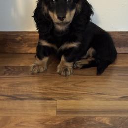 Dachshund and Pembroke Welsh Corgi Puppies from Three K Miniature Dachshunds