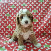 Cavachon and Cavapoo Puppies from Sweet Doodles and Poos