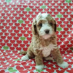 Cavachon and Cavapoo Puppies from Sweet Doodles and Poos