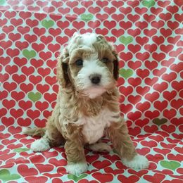 Cavachon and Cavapoo Puppies from Sweet Doodles and Poos
