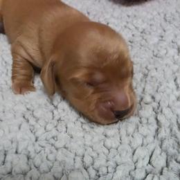 Noah - Red male Dachshund puppy in Port Charlotte, Florida from Belinda's little darlings dachshunds