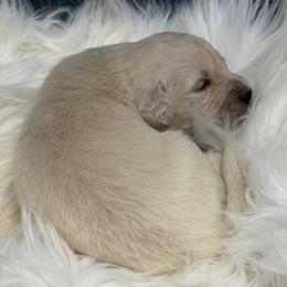 Whiskey - Light golden male Golden Retriever puppy in Oak Hill, Florida from Swingin T Ranch LLC