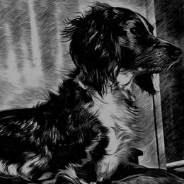 Tyrion - Black male Dachshund puppy in Hazlehurst, Georgia from DrakeFire Dachshunds