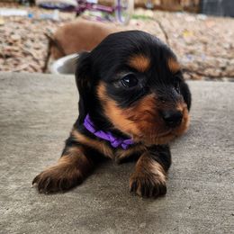 Aspen - Black and tan Dachshund puppy in Penrose, Colorado from Double Trouble Dachshunds