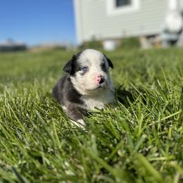 Betty - Blue merle female Australian Shepherd puppy in Laotto, Indiana from Circle B working Aussies