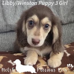 Magnolia - Chocolate and cream female Dachshund puppy in Anamosa, Iowa from Melsh Precious Pets