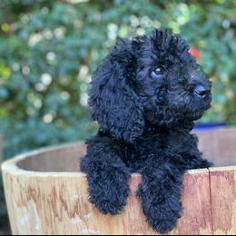 Goldendoodle Puppies from Head Over Doodles