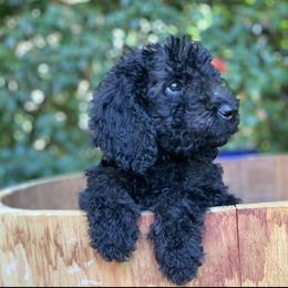 Goldendoodle Puppies from Head Over Doodles