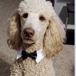 Cooper - Poodle