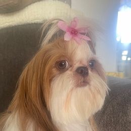 Shih Tzus from California Dreamin’ Shih Tzus