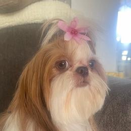 Shih Tzus from California Dreamin’ Shih Tzus