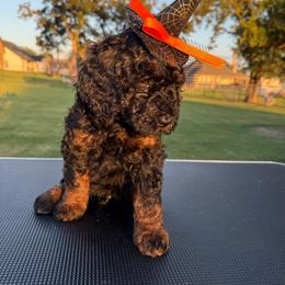 Boy 1 - Tri-color male Bernedoodle puppy in Paradise, Texas from Diamond Z Poodles & Doodles