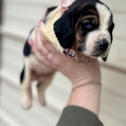 Dark Pink Female - Black tan and white female Basset Hound puppy in Clinton, Tennessee from High Hopes Hounds
