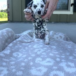 Dalmatian Puppies from Cowart’s Dalmatians