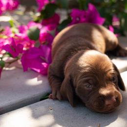 Pink - Chocolate female Dachshund puppy in Bakersfield, California from LongDogs Bakersfield
