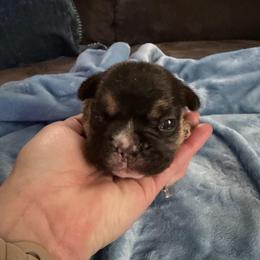 Stella - Tricolors female French Bulldog puppy in Franklin, Pennsylvania from Falco’s Frenchies