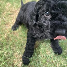 Bashful - Black male Goldendoodle puppy in Dallas, Texas from Heritage Doodle Company