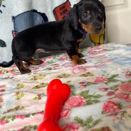 Kanga - Black and tan female Dachshund puppy in Turlock, California from Dandelion Dachshund