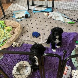 Portuguese Water Dog Puppies from Sunnybay Portuguese Water Dogs