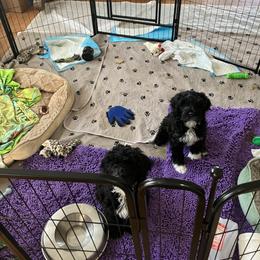 Portuguese Water Dog Puppies from Sunnybay Portuguese Water Dogs