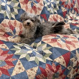Leo - Blue merle male Aussiedoodle puppy in Winnsboro, Texas from Happy Hollow Ranch