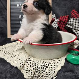 3 white collar girl - Black and tan female Pembroke Welsh Corgi puppy in Harrisburg, Illinois from Parish Corgis