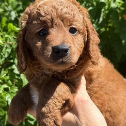 Yellow - Red  female Goldendoodle puppy in Tucson, Arizona from Adored Poodle & Doodles