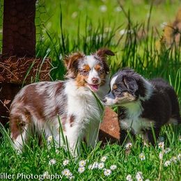 Miniature Australian Shepherd All Grown Up from Tincture of Thyme