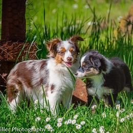 Miniature Australian Shepherd All Grown Up from Tincture of Thyme