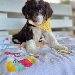 Sheepadoodle Puppies from Pawsome Doodle Haven