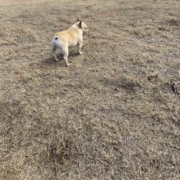 French Bulldog All Grown Up from East 40 Frenchies