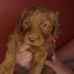 Cannoli (Pink collar) - Red  female Goldendoodle puppy in Seattle, Washington from Dream Lake Doodles