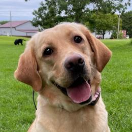 Ami - Labrador Retriever