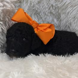 Mr. Orange - Black and white male Aussiedoodle puppy in Taylor, Missouri from Pawsitively Doodles