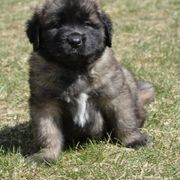 Leonberger Puppies from Rev It Up Kennel