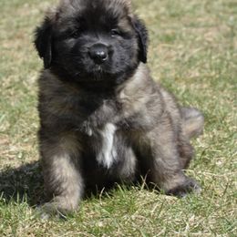 Leonberger Puppies from Rev It Up Kennel