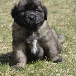 Leonberger Puppies from Rev It Up Kennel
