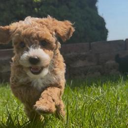Taffy - Apricot female Poodle puppy in Salem, Missouri from Meadowbrook Poodles