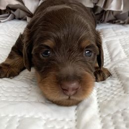 Dachshund Puppies from MyGaDachs