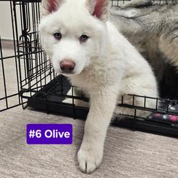 6 (olive) - White female Siberian Husky puppy in Dane, Wisconsin from Sunny Hurricane Siberians