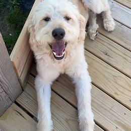 Goldendoodles from Arrowood’s precious doodles