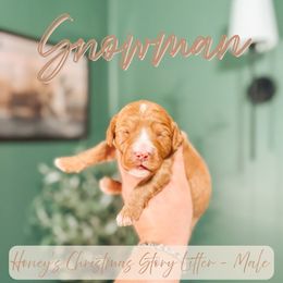 Snowman - Red male Cavapoo puppy in Colcord, Oklahoma from Copper Lane Aussies, Doodles & Cavapoos