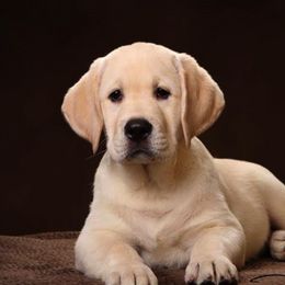 Labrador Retrievers from Prairiesky Kennels