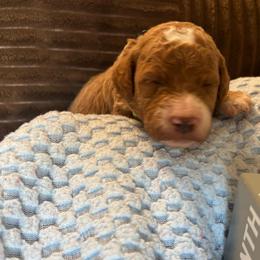 Foliage - Red  male Goldendoodle puppy in Chino Valley, Arizona from Bass Creek Doodles