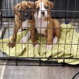 Boxer Puppies from Truax Farms