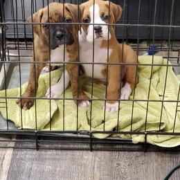 Boxer Puppies from Truax Farms